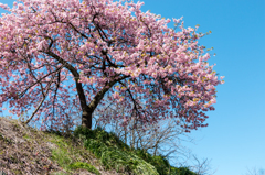 河南大橋の一本河津桜その６