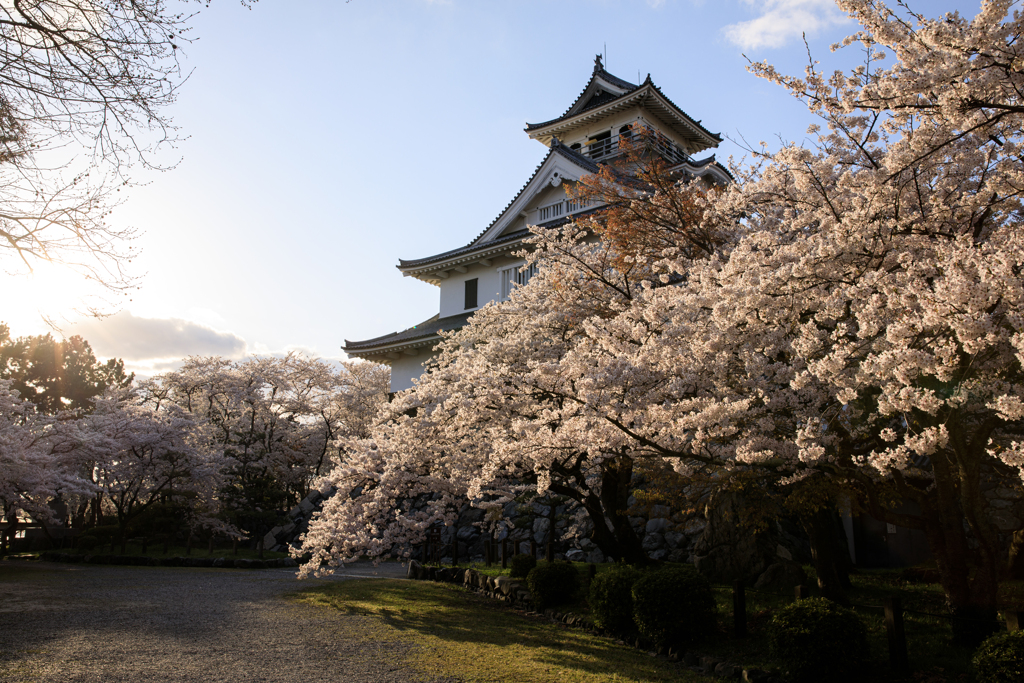 長浜城と夕桜