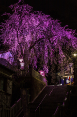 毛谷黒龍神社のしだれ桜その３（2016福井の夜桜シリーズ）