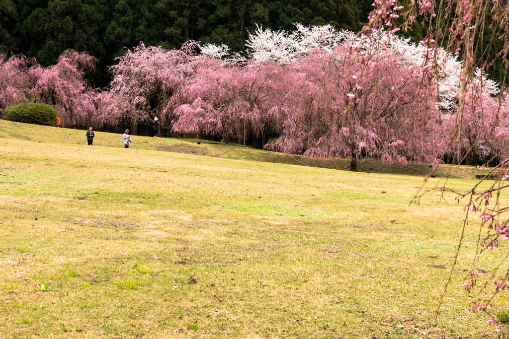 しだれ桜のたけくらべ広場その１
