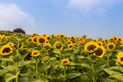 ８月曇天のあわじ花さじき４（淡路島観光より）