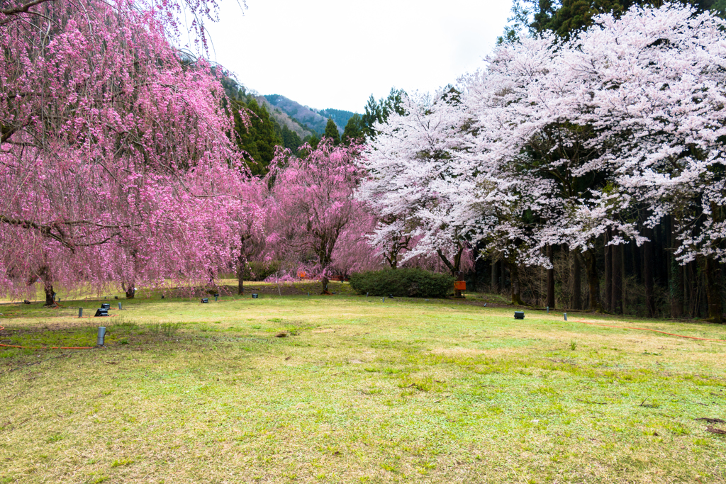 しだれ桜のたけくらべ広場その３