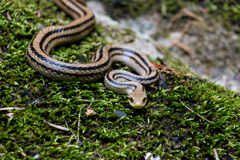 岩しだれの番人（鶏鳴の八滝より）