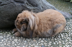 餌を食べて満足うさぎ（月うさぎの里より）