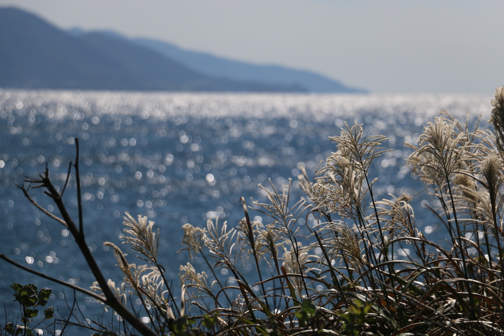 ススキと雄島の海その３（雄島・楽しい時計回り編）