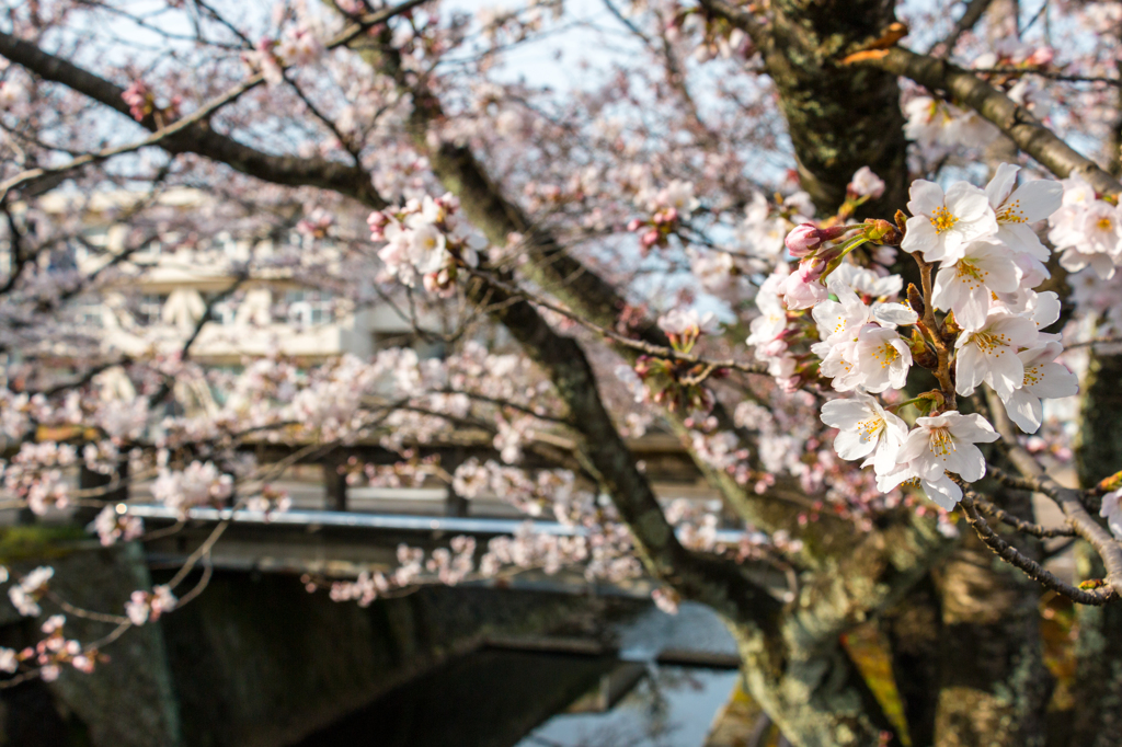 熊坂川河畔の桜５