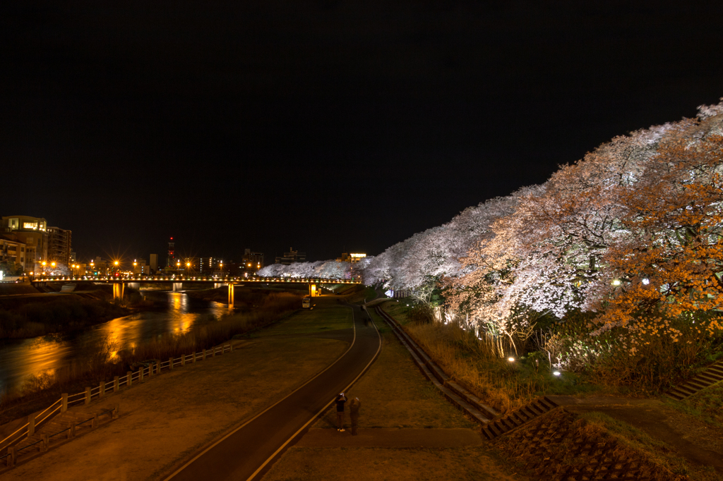 足羽川桜並木その１（2016福井の夜桜シリーズ）