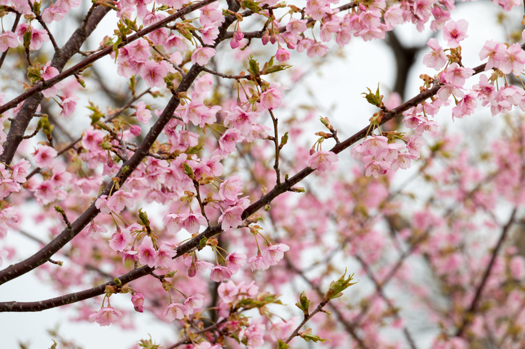 木場潟の河津桜その２