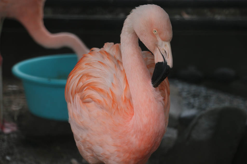 チリーフラミンゴ（越前松島水族館より）
