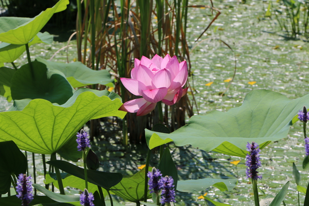 カスピカムとポンテデリア（花はす公園３回目より）