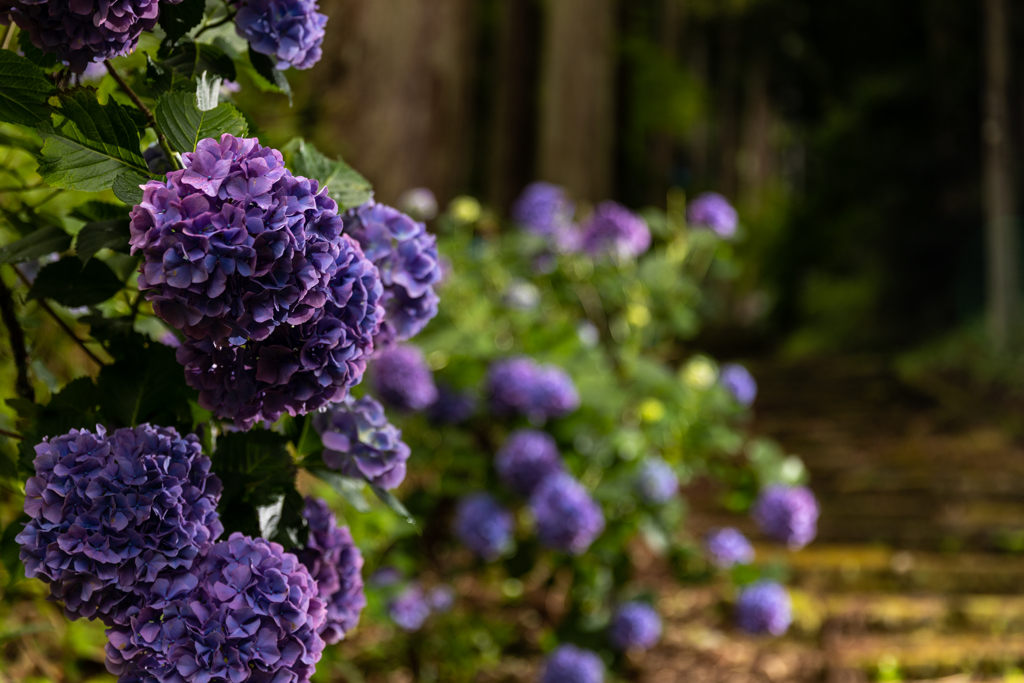 参道の紫陽花