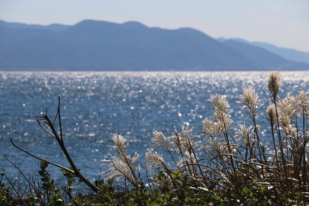 ススキと雄島の海その２（雄島・楽しい時計回り編）