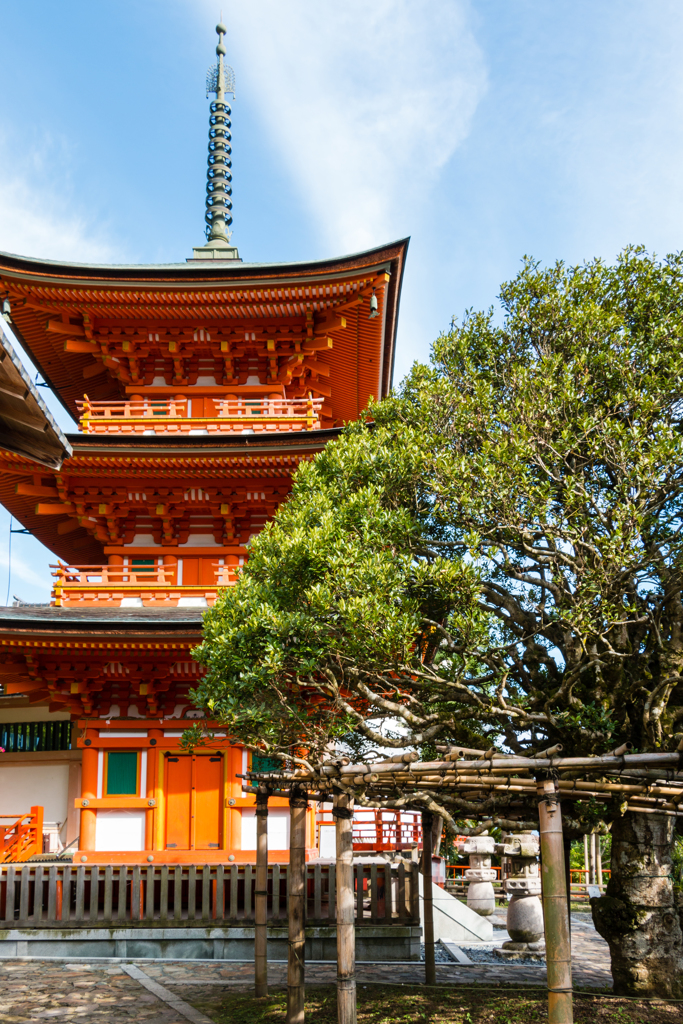 宝厳寺三重塔ともちの木（琵琶湖に浮かぶ竹生島より）