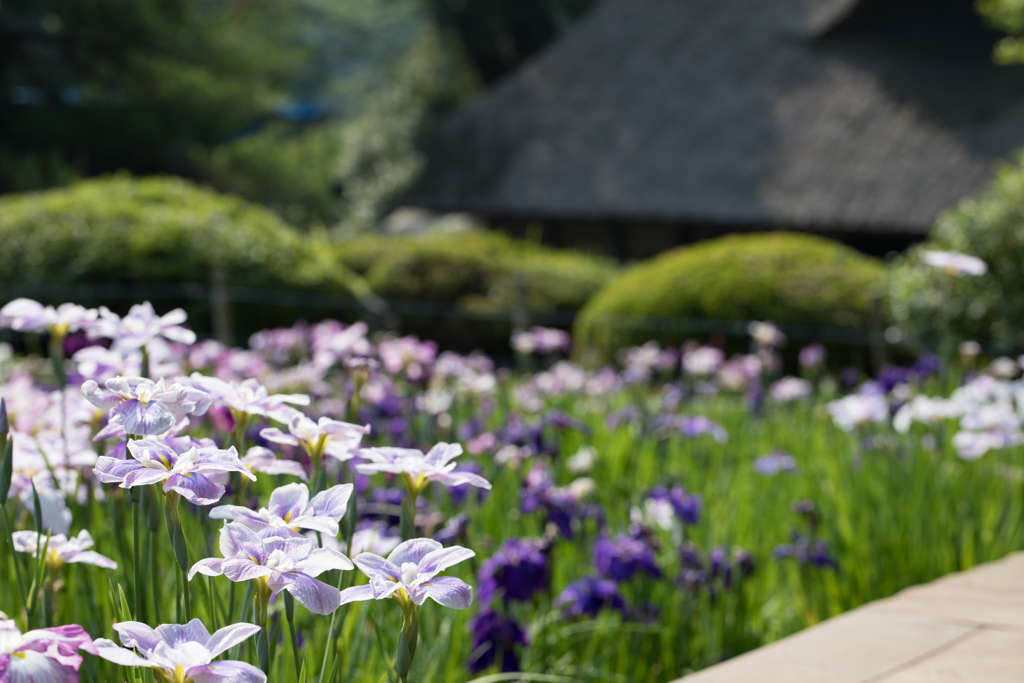 古民家と花菖蒲