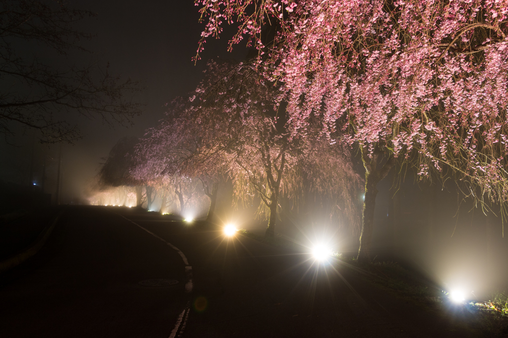 竹田の里のしだれ桜その３（2016福井の夜桜シリーズ）