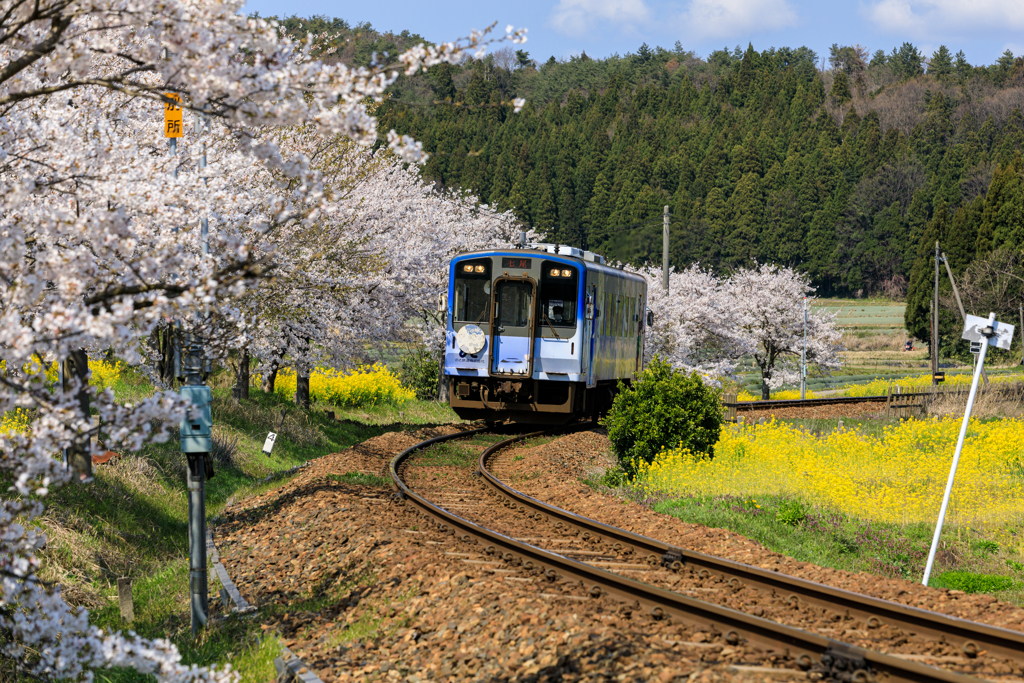 のと鉄道は春爛漫