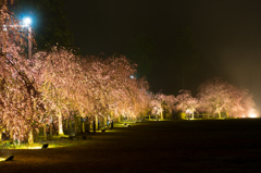 竹田の里のしだれ桜その２（2016福井の夜桜シリーズ）