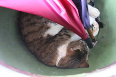 猫寺（御誕生寺）～水がめ風傘立てで眠るニャンコ～