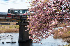 河南大橋の一本河津桜その４