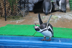 ペンギンさんの威嚇のポーズ（越前松島水族館より）