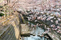 熊坂川河畔の桜３