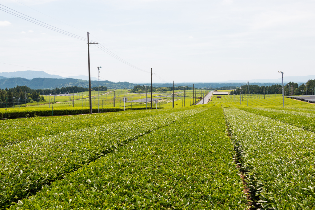 頓宮大茶園その２