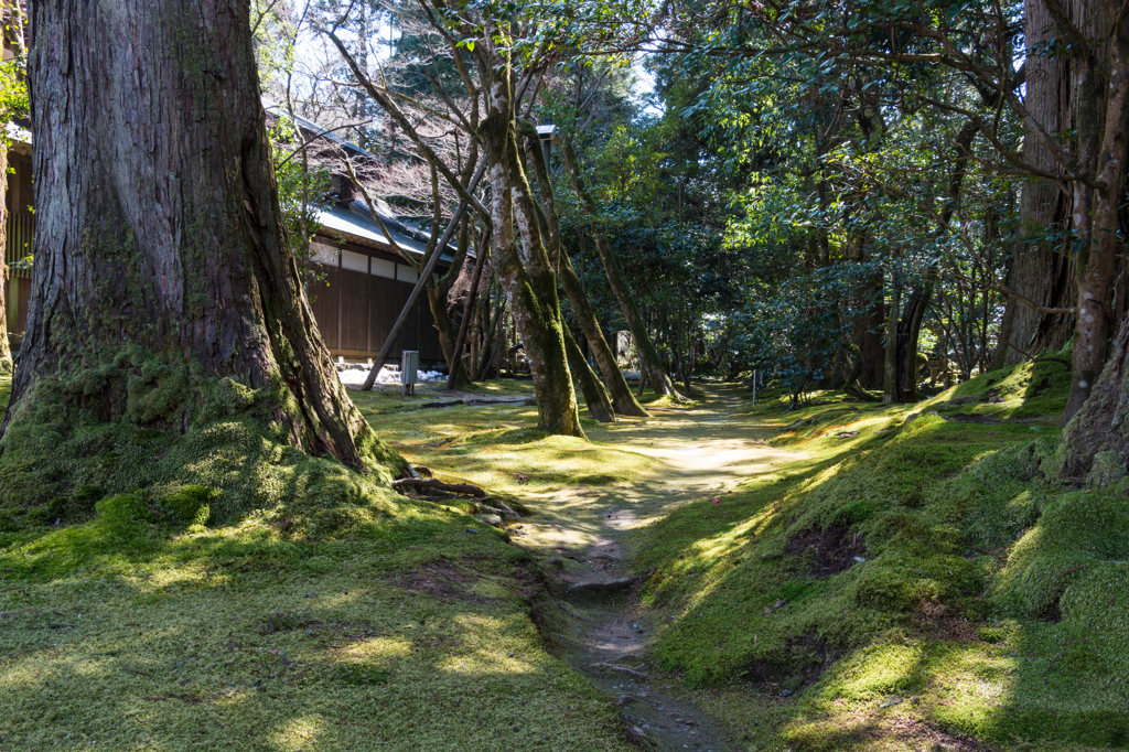 苔の庭園１（那谷寺より）