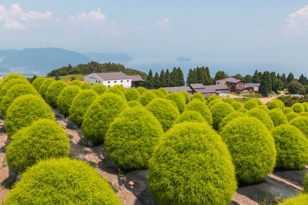 緑のコキア畑（湖西・高島市めぐりより）