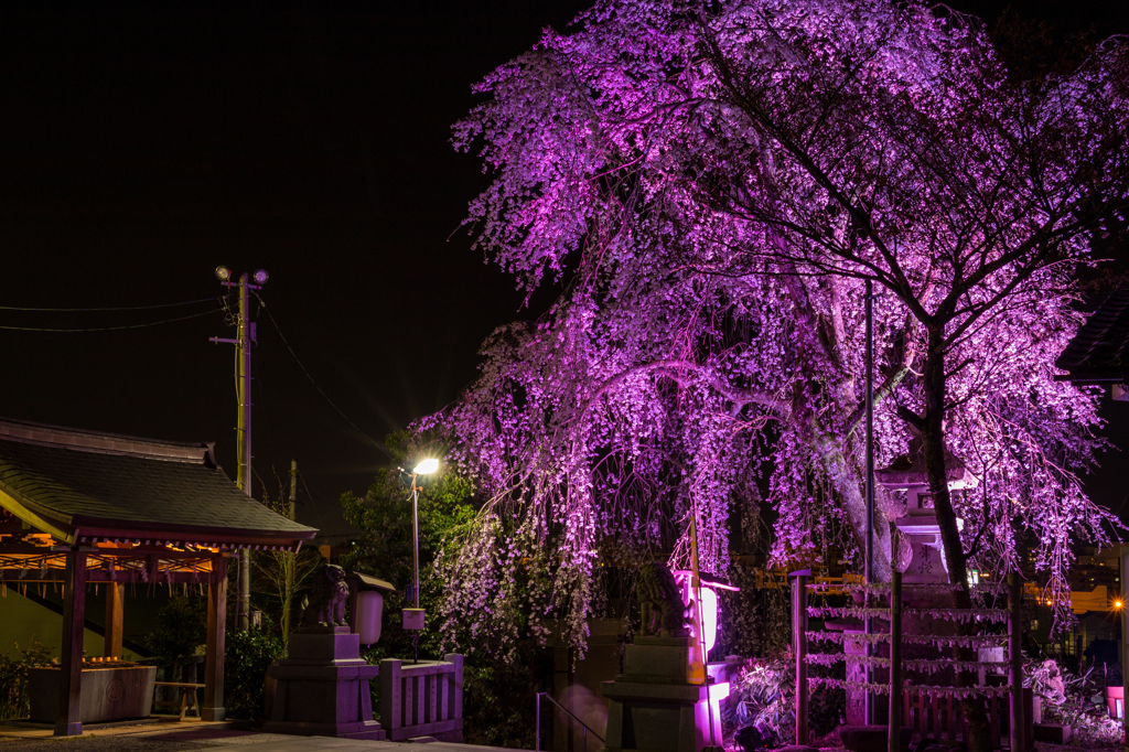 毛谷黒龍神社のしだれ桜その２（2016福井の夜桜シリーズ）