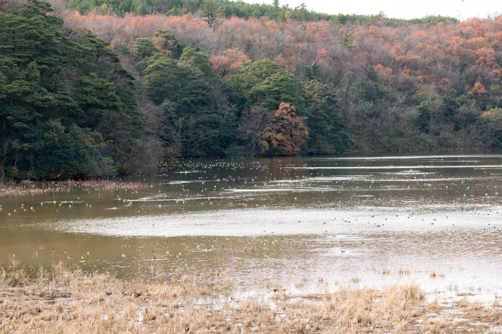 鴨池風景１（片野鴨池より）