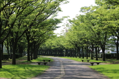 福井県総合グリーンセンター~ケヤキの並木道・夏~