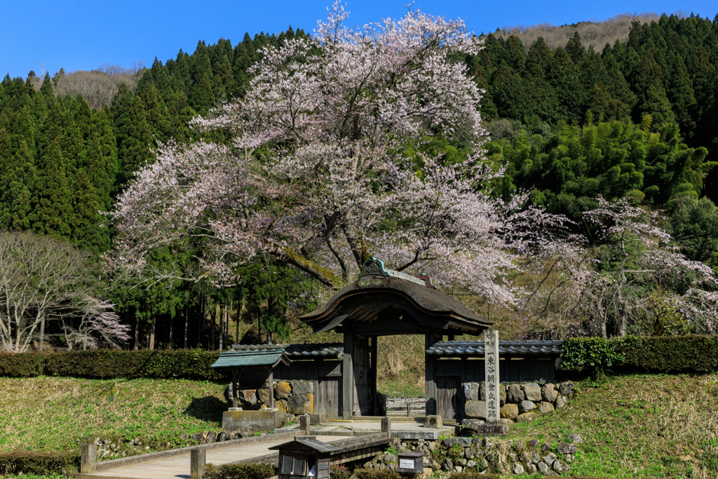 春の唐門