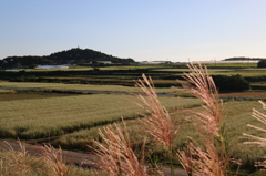 三国町の田園風景とススキ２