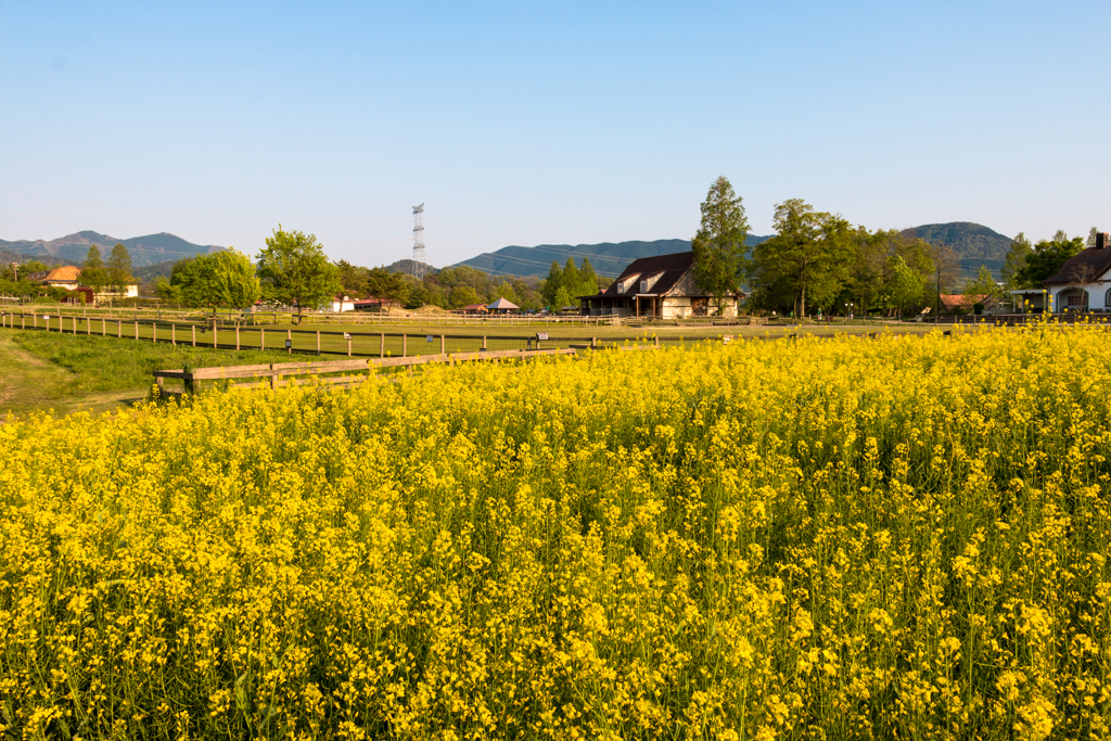 菜の花畑（ブルーメの丘より）