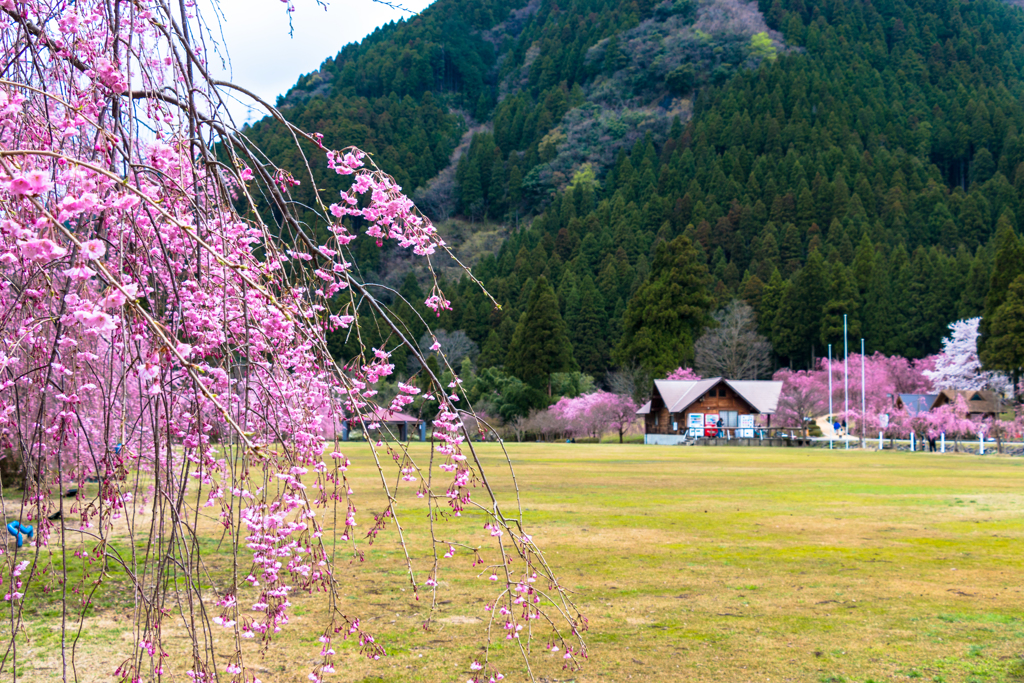 しだれ桜のたけくらべ広場その４