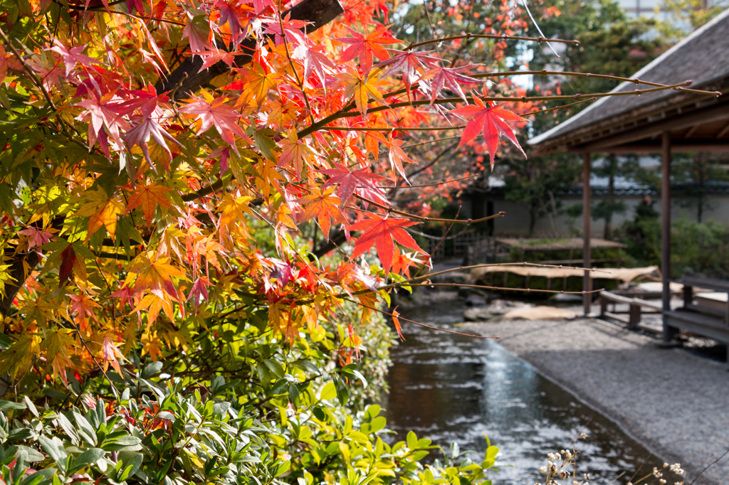 遣水（養浩館庭園より）