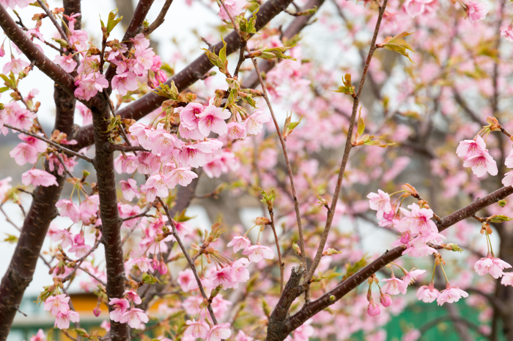 木場潟の河津桜その３