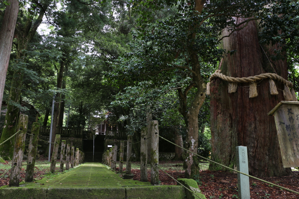 苔むした敷石と三又大杉