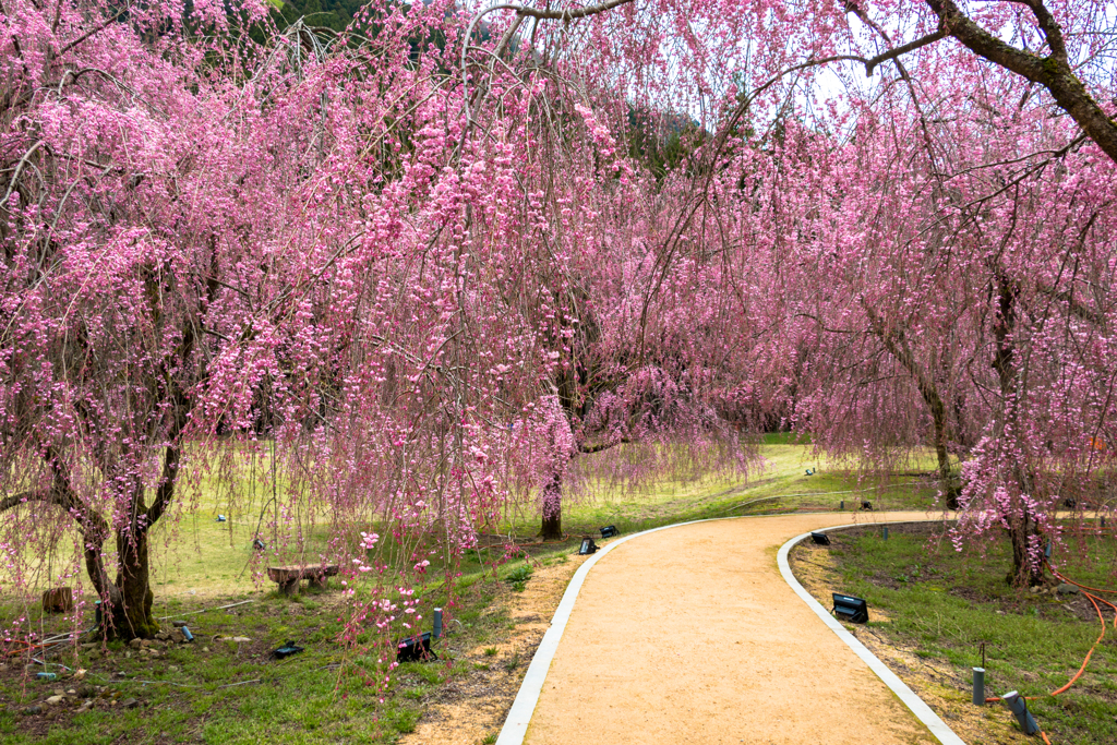 しだれ桜のたけくらべ広場その２