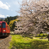 西山光照寺の桜