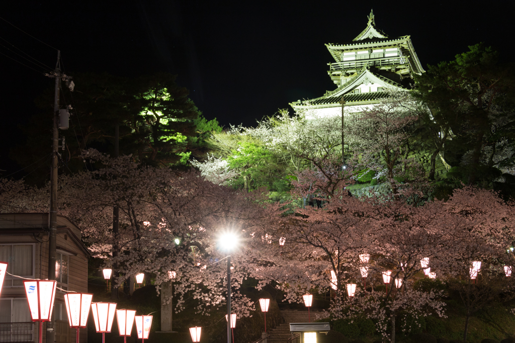 丸岡城の夜桜その２（2016福井の夜桜シリーズ）