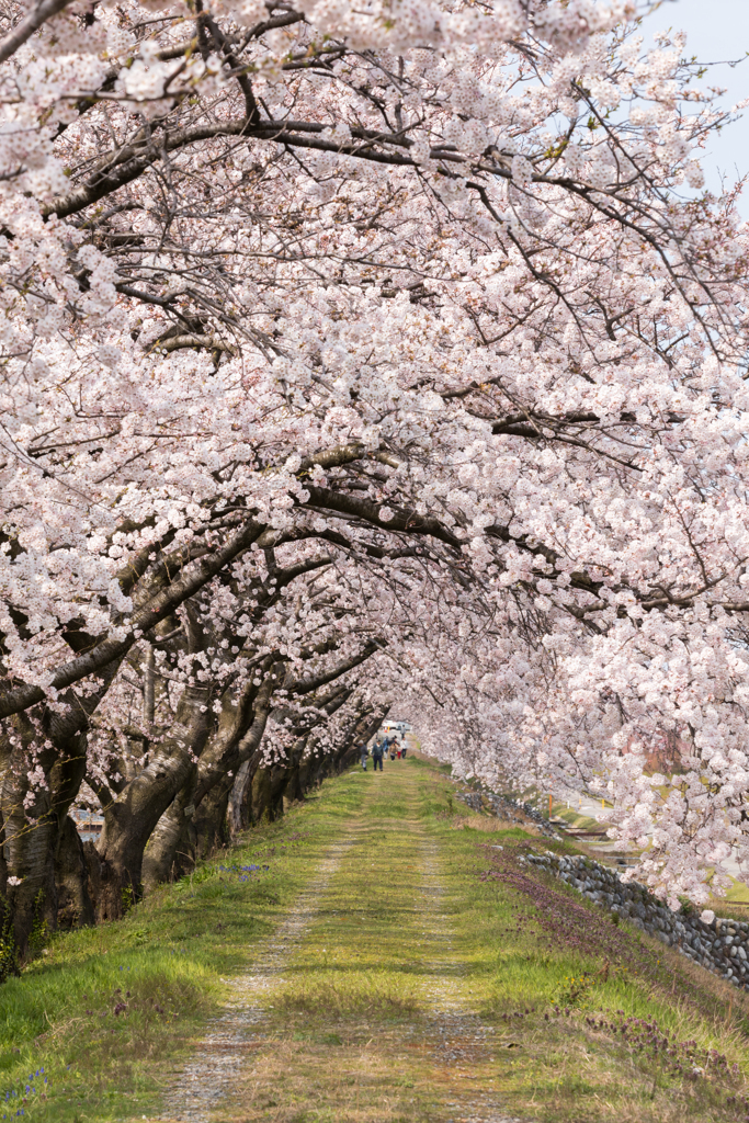 桜トンネル