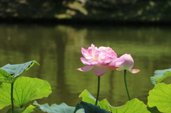 お寝坊さんの菊鉢（花はす公園２回目より）