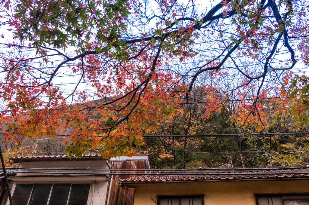 道端の紅葉２（こおろぎ橋と無限庵）