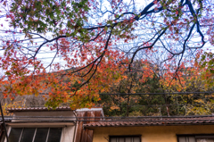 道端の紅葉２（こおろぎ橋と無限庵）