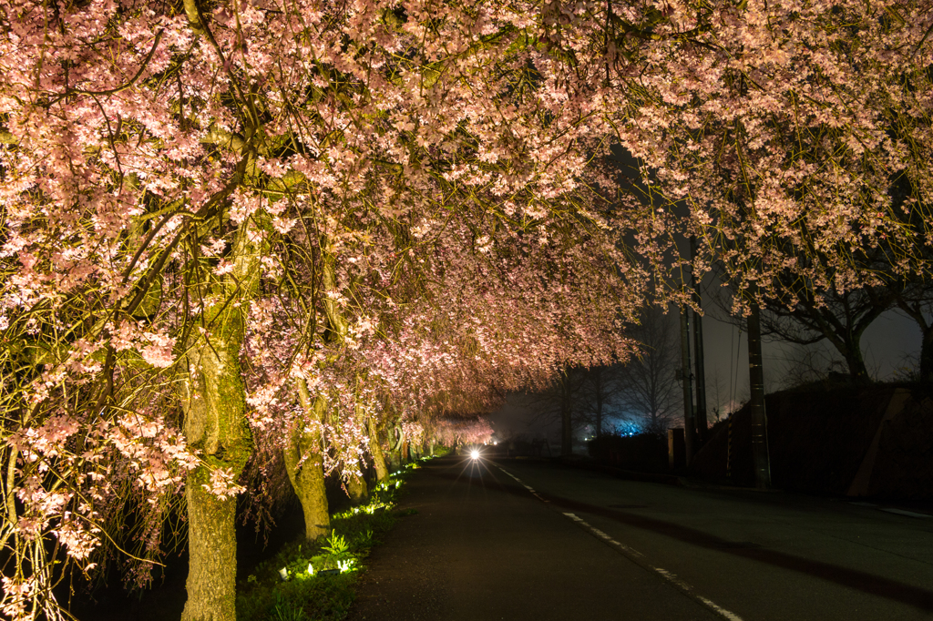 竹田の里しだれ桜その１（2016福井の夜桜シリーズ）