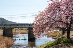 河南大橋の一本河津桜その３