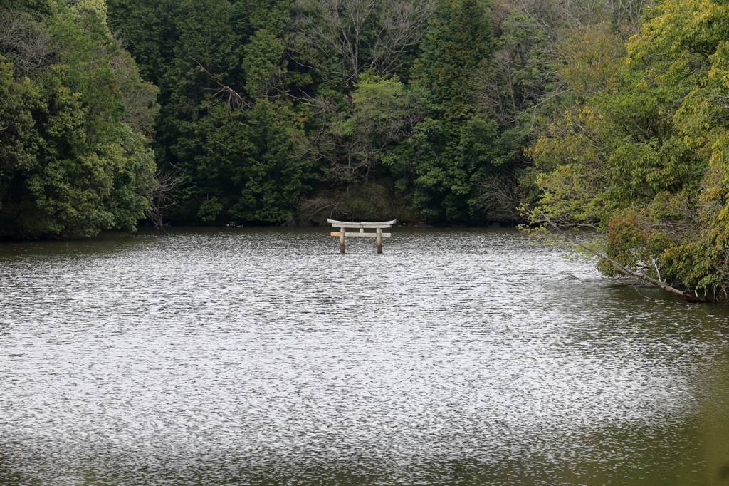 大池寺弁天池の沈み鳥居（ぶらり滋賀県甲賀市より）