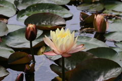 昼咲きの睡蓮（花はす公園より）