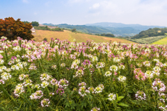 ８月曇天のあわじ花さじき１（淡路島観光より）